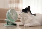 Οι γάτες υποφέρουν στον καύσωνα - Δείτε πώς θα τις προστατέψετε - Κεντρική Εικόνα